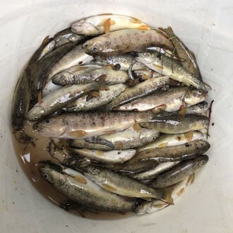 Fischsterben zu Pfingsten im Baselbiet