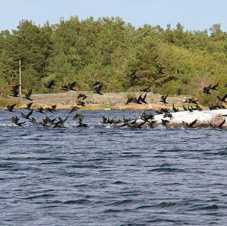 Schweden lässt jährlich 2000 Küsten-Kormorane schiessen