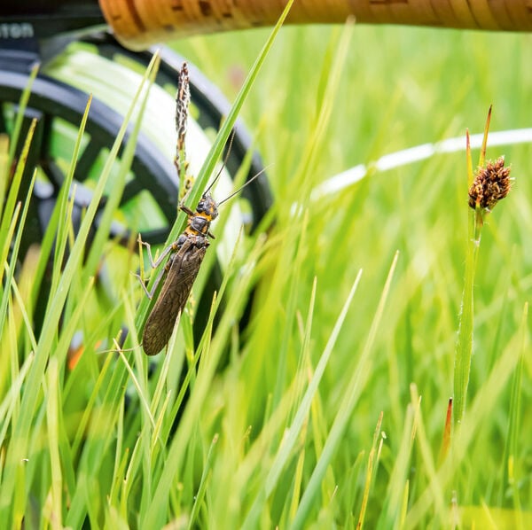 [Makrozoobenthos:]<br/>Alles, was kreucht und fleucht 