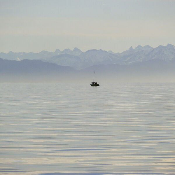 Fettflossen-Krise am Bodensee