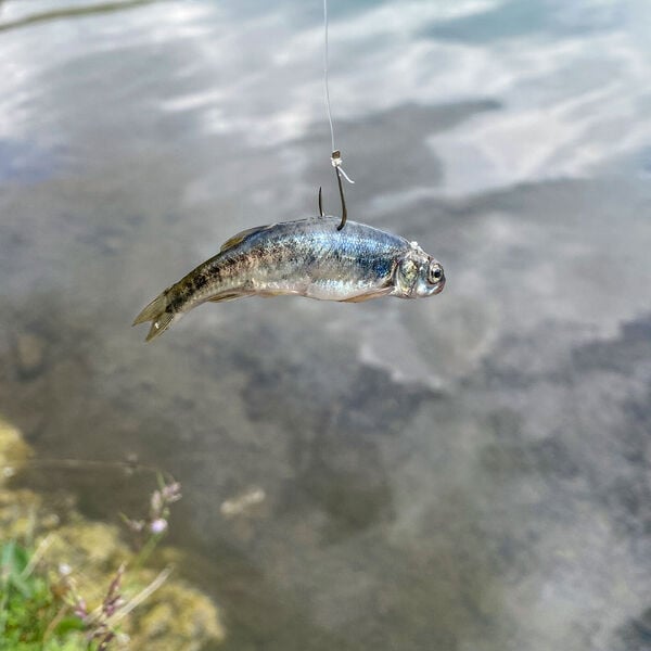 [Am Bergsee:] Köderfisch des Jahres