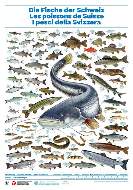 [Poster: ]I pesci della Svizzera