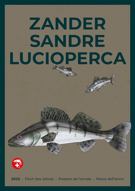[Poster: ]Fisch des Jahres 2025