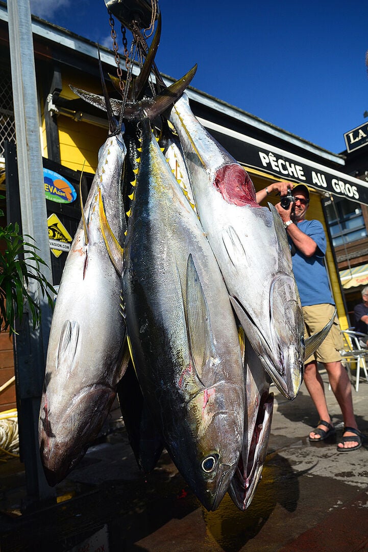  Der zweite Trip war ergiebiger. Fünf Gelbflossen-Thun­fische mit einem Gesamtgewicht von 283 Pfund. Einen ordentlichen Aperitif schnappte sich der Weiss­spitzen-Hochseehai.  