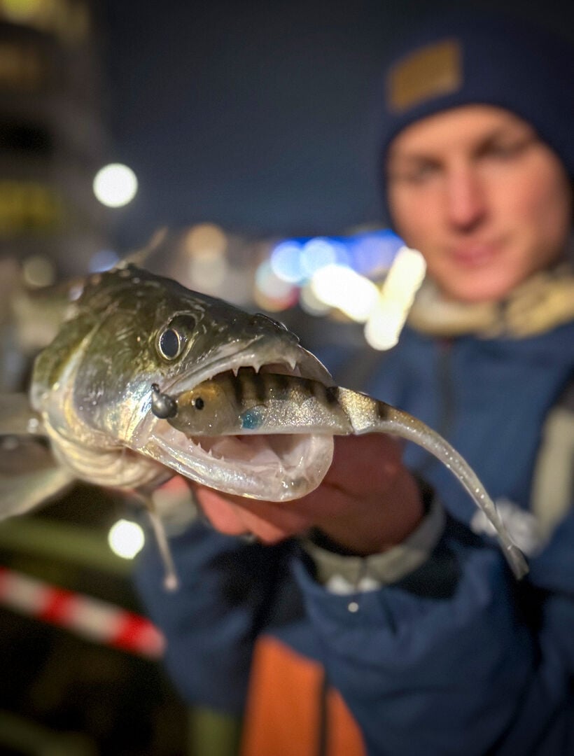  Auch Zander mögen kleine Zander.  