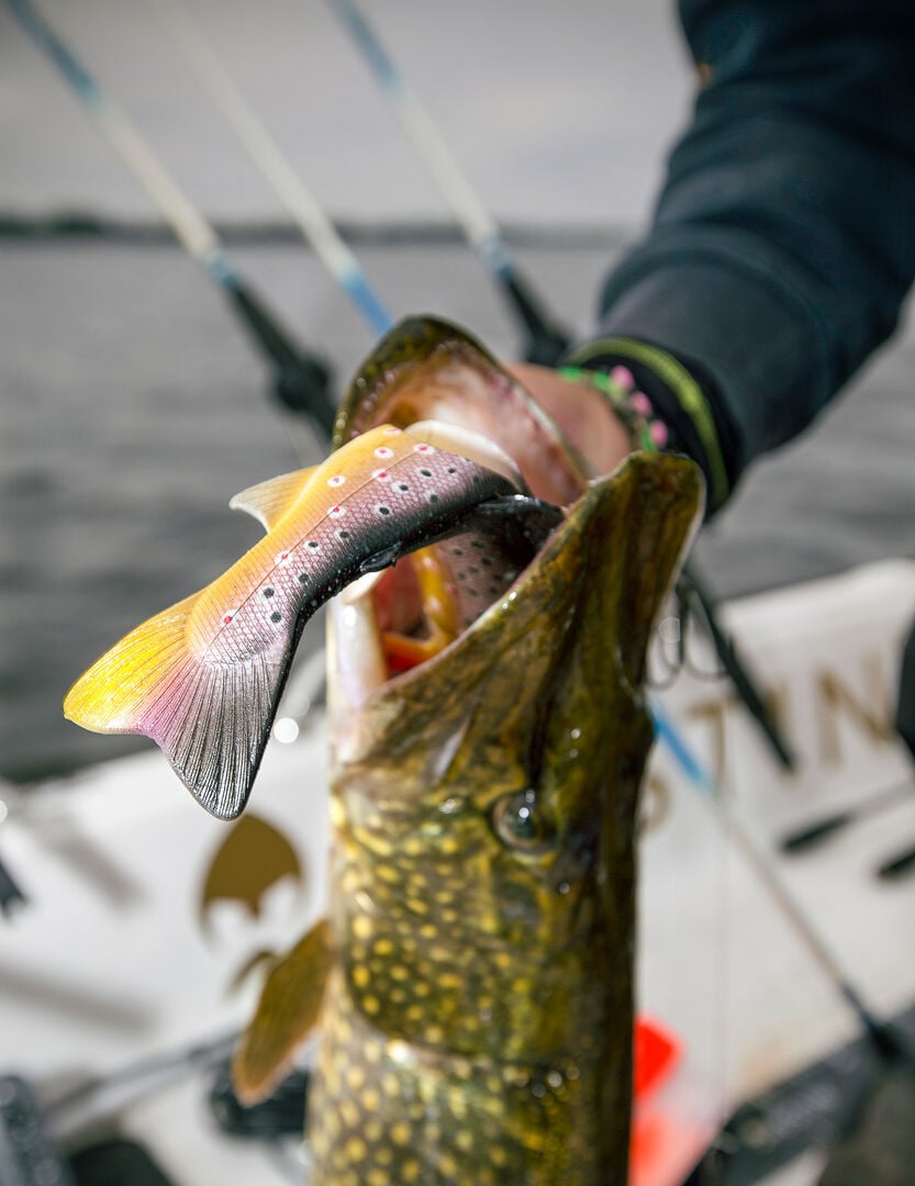  Beim Schleppen können auch grosse und schwere Swimbaits eingesetzt werden, die sich für das aktive Auswerfen kaum eignen.  