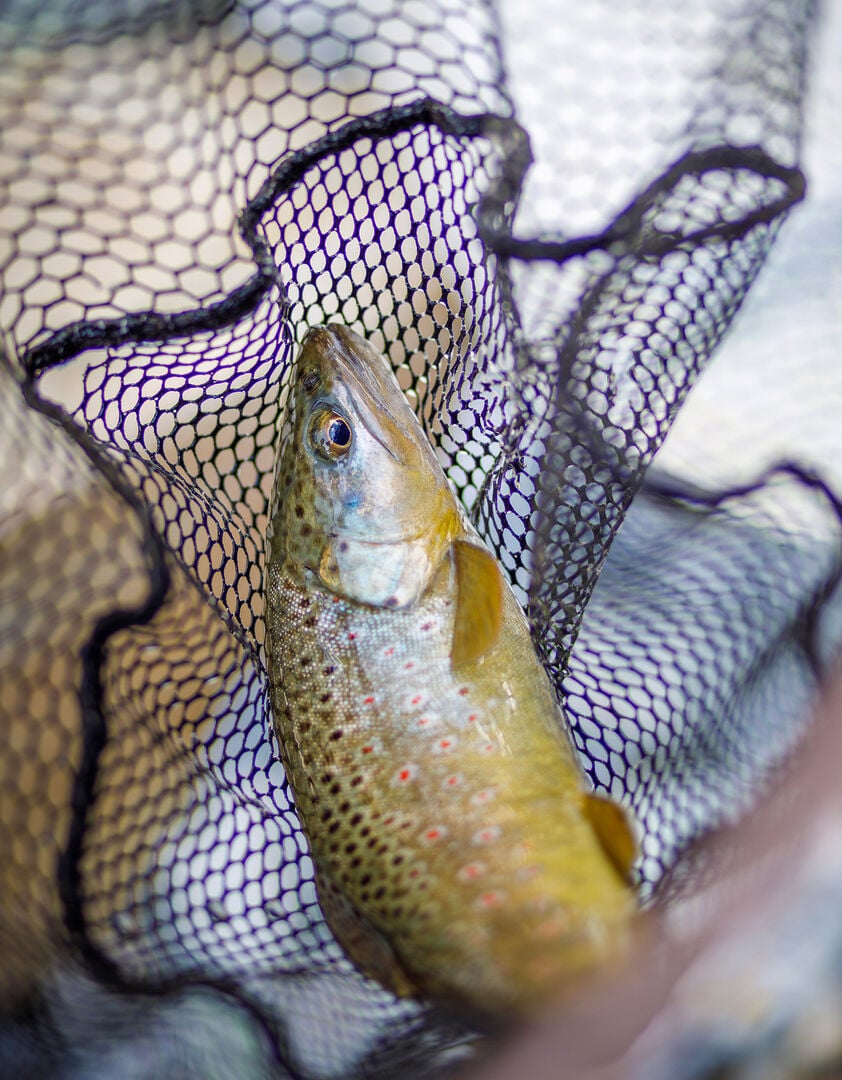  Grosse Forellen findet man selten. Eine ü-30er wie diese hier gilt schon als richtig guter Fisch.  