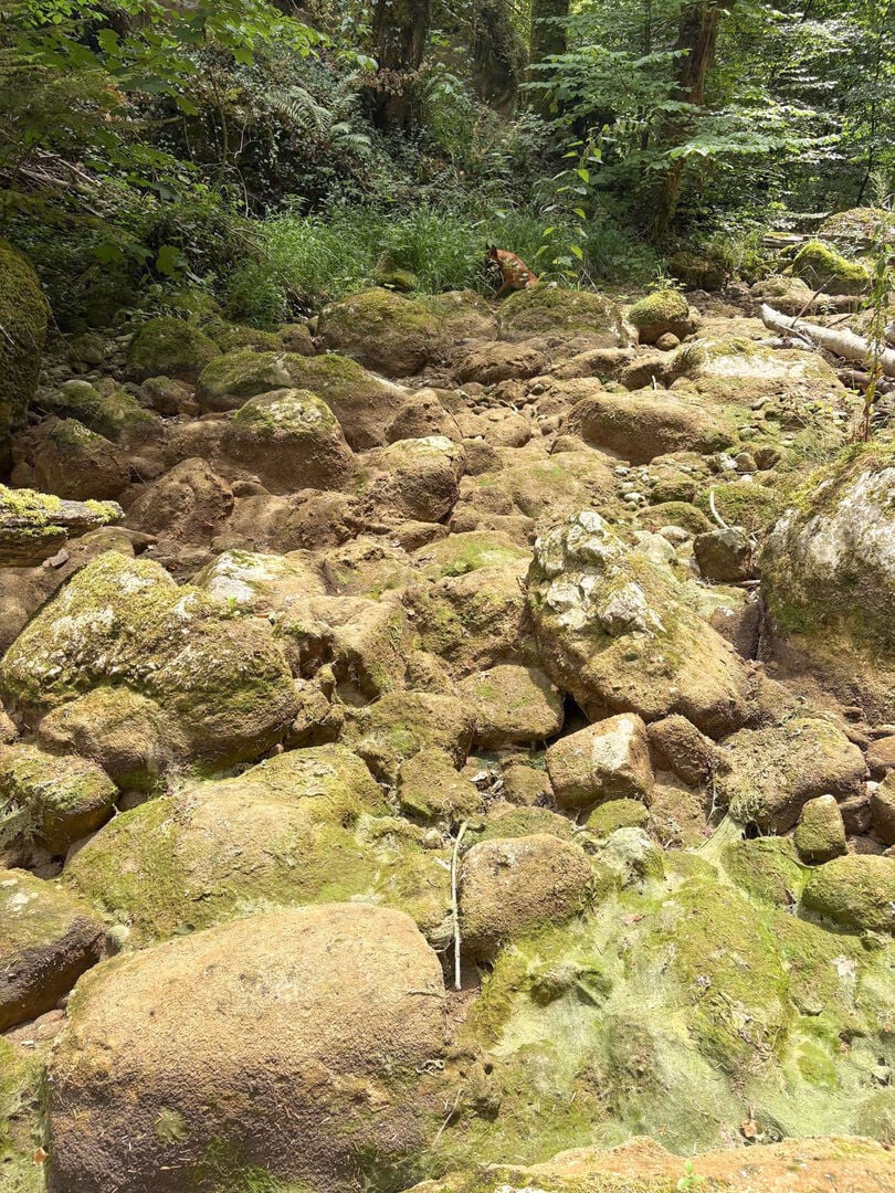  Der Twannbach am Bielersee fiel bereits Mitte Juli trocken.  